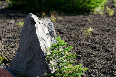 Close-up of rock on field