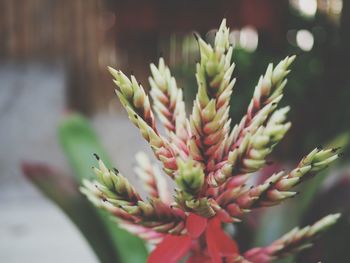 Close-up of flower against blurred background