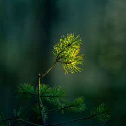 A beautiful conifer tree in the spring. spikes and branches of spruce tree. 