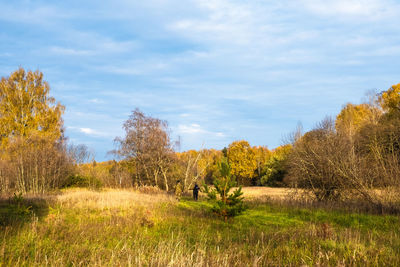 Trees on field against sky