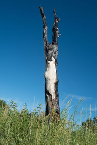 Close-up of tree trunk against clear blue sky