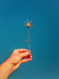 Close up person hand holding a dry thistle thorn plant over a clear blue sky background