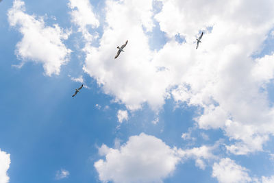 Low angle view of birds flying in sky