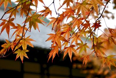 Close-up of maple leaves against sky