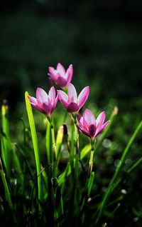 Close-up of pink crocus blooming outdoors