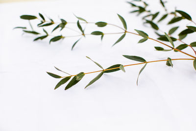 Close-up of plant against white background