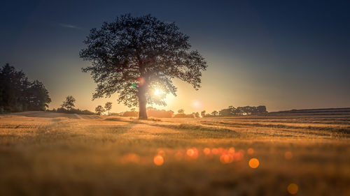 Trees on field against sky at sunset