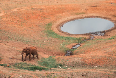 A male african elephant grazing next to a watering hole at tsavo east national park in kenya