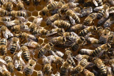 High angle view of bees