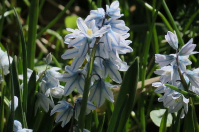 Close-up of white flowering plants