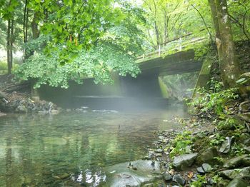 Scenic view of river flowing through forest