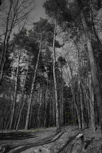 Bare trees in forest