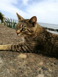 Close-up portrait of cat on sea against sky