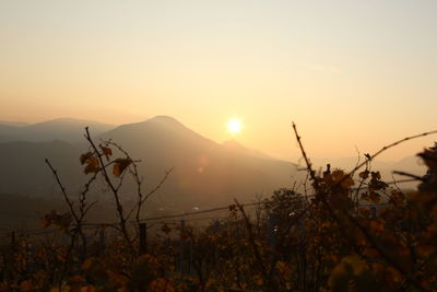 Silhouette plants and mountains against sky during sunset