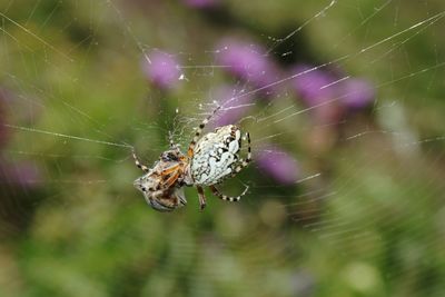 Close-up of spider on web