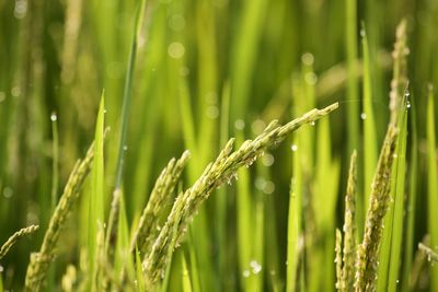 Close-up of wet grass growing on field