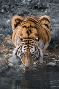 Tiger drinking water