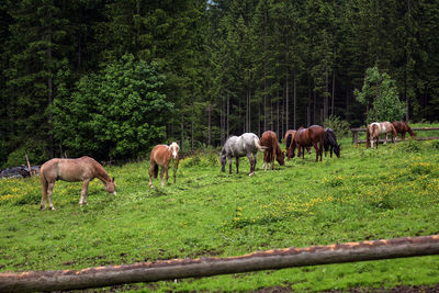 Horses grazing on field