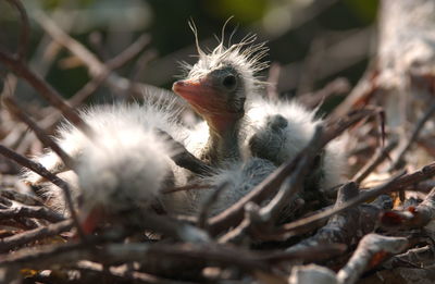 Close-up of caterpillar