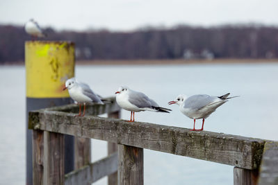 Birds perching on wood