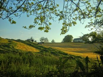 Scenic view of field against clear sky