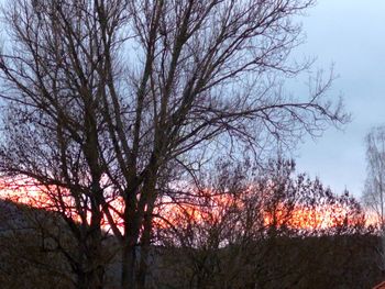 Low angle view of silhouette bare trees against sky