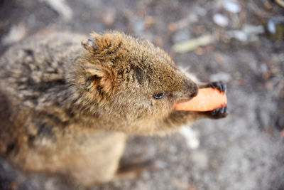 Close-up of squirrel eating