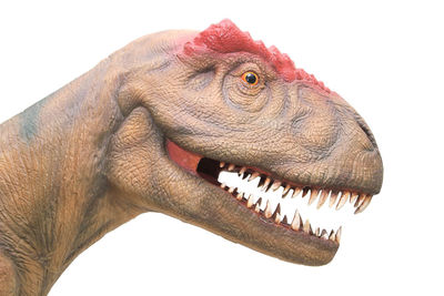 Close-up of a lizard