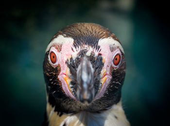 Close-up portrait of owl