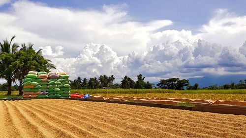 Scenic view of agricultural field against sky