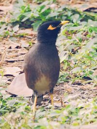 View of an animal on field