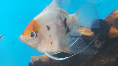 Close-up of fish swimming in sea