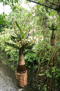 Plants growing on a tree