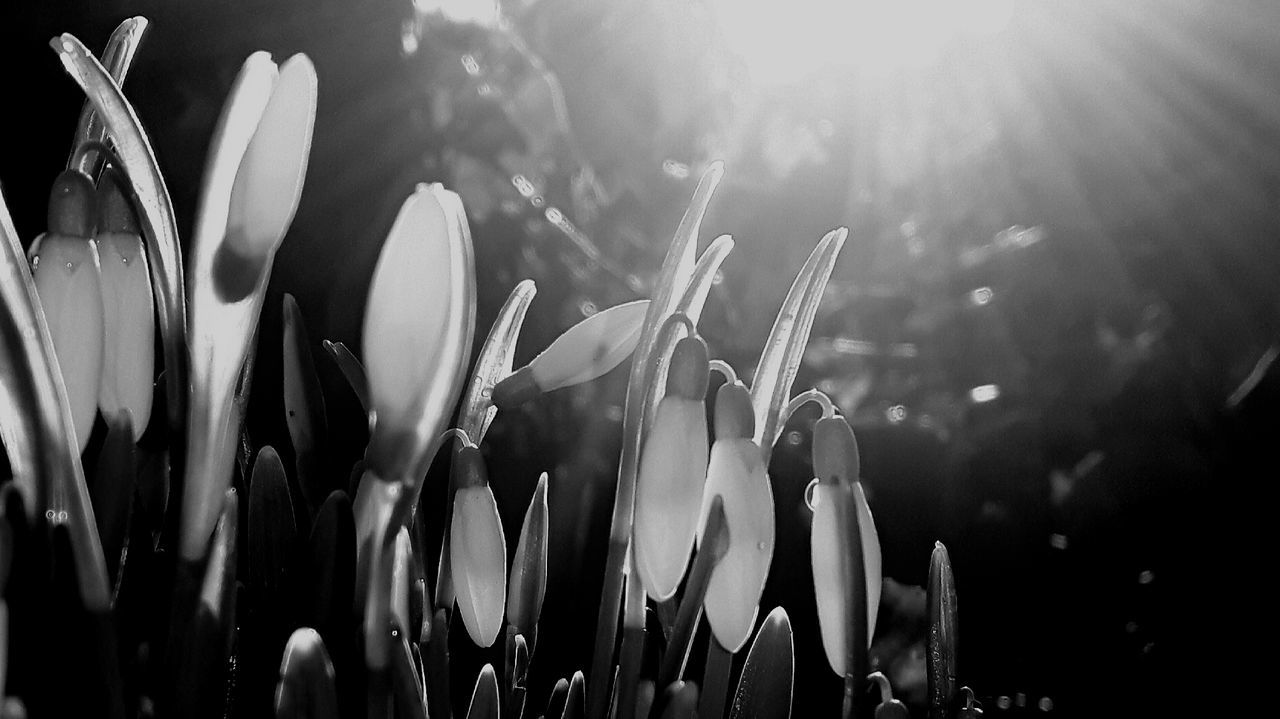 growth, plant, beauty in nature, flower, flowering plant, vulnerability, freshness, fragility, nature, close-up, petal, no people, day, focus on foreground, sunlight, inflorescence, flower head, field, selective focus, land