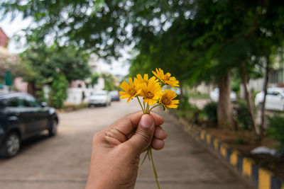 Cropped hand holding yellow flowering plant