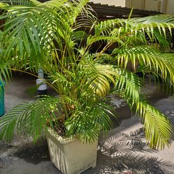High angle view of potted plants