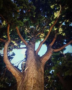 Low angle view of tree against sky