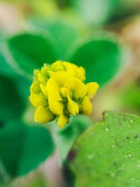 Close-up of yellow flower