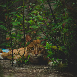 Cute cat hides in the bushes, and notices the camera