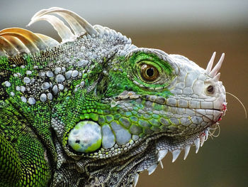 Close-up of lizard