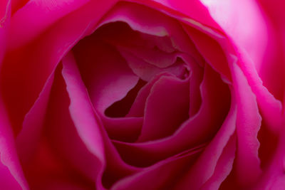 Close-up of pink rose