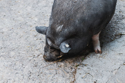 High angle view of pig eating
