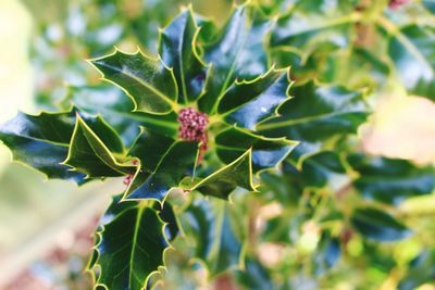 Close-up of plant