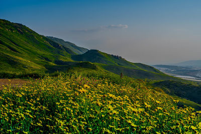 Scenic view of flowering plants and mountains against sky