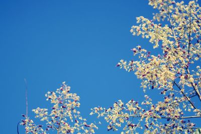 Low angle view of magnolia blossoms against blue sky