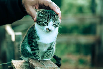 Close-up of hand holding cat outdoors