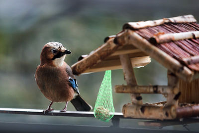 Close-up of bird perching on wood