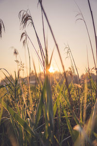 Close-up of stalks against sunset