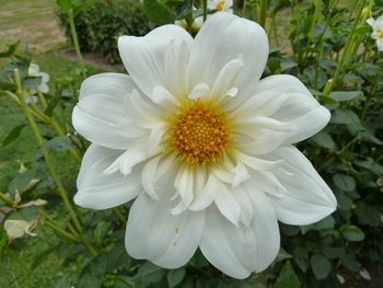 Close-up of white flower blooming outdoors