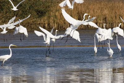 Seagulls flying over lake